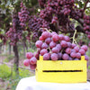 10 Giant RED GLOBE GRAPE Vitis Vinifera Fruit Vine Seeds
