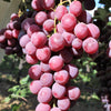 10 Giant RED GLOBE GRAPE Vitis Vinifera Fruit Vine Seeds