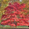 10 RED JAPANESE MAPLE Tree Bloodgood Ornamental Acer Palmatum Seeds