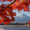 10 RED JAPANESE MAPLE Tree Bloodgood Ornamental Acer Palmatum Seeds