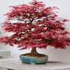 10 RED JAPANESE MAPLE Tree Bloodgood Ornamental Acer Palmatum Seeds