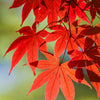 10 RED JAPANESE MAPLE Tree Bloodgood Ornamental Acer Palmatum Seeds