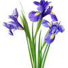25 BLUE FLAG IRIS Versicolor ( Dry - Moist Soil ) Native Purple Yellow White Fragrant Flower Seeds