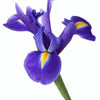 25 BLUE FLAG IRIS Versicolor ( Dry - Moist Soil ) Native Purple Yellow White Fragrant Flower Seeds