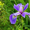 25 BLUE FLAG IRIS Versicolor ( Dry - Moist Soil ) Native Purple Yellow White Fragrant Flower Seeds