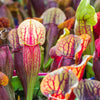 10 MIXED PITCHER PLANT Sarracenia Carnivorous Red Purple Yellow White Flower Seeds