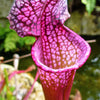 10 MIXED PITCHER PLANT Sarracenia Carnivorous Red Purple Yellow White Flower Seeds