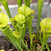 10 MIXED PITCHER PLANT Sarracenia Carnivorous Red Purple Yellow White Flower Seeds