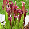 10 MIXED PITCHER PLANT Sarracenia Carnivorous Red Purple Yellow White Flower Seeds