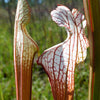 10 MIXED PITCHER PLANT Sarracenia Carnivorous Red Purple Yellow White Flower Seeds