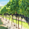 10 Purple CONCORD GRAPE Fruit Vine Vitis Labrusca White Flower Seeds