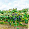 10 Purple CONCORD GRAPE Fruit Vine Vitis Labrusca White Flower Seeds
