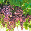 10 Giant RED GLOBE GRAPE Vitis Vinifera Fruit Vine Seeds