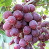 10 Giant RED GLOBE GRAPE Vitis Vinifera Fruit Vine Seeds