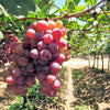 10 Giant RED GLOBE GRAPE Vitis Vinifera Fruit Vine Seeds