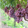 10 Giant RED GLOBE GRAPE Vitis Vinifera Fruit Vine Seeds