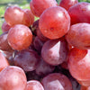 10 Giant RED GLOBE GRAPE Vitis Vinifera Fruit Vine Seeds