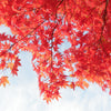 10 RED JAPANESE MAPLE Tree Bloodgood Ornamental Acer Palmatum Seeds