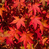 10 RED JAPANESE MAPLE Tree Bloodgood Ornamental Acer Palmatum Seeds