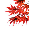 10 RED JAPANESE MAPLE Tree Bloodgood Ornamental Acer Palmatum Seeds