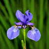 25 BLUE FLAG IRIS Versicolor ( Dry - Moist Soil ) Native Purple Yellow White Fragrant Flower Seeds