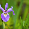 25 BLUE FLAG IRIS Versicolor ( Dry - Moist Soil ) Native Purple Yellow White Fragrant Flower Seeds