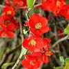 20 Red Flowering DWARF QUINCE Shrub Fruit Chaenomeles Japonica Scarlet Seeds