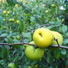 20 Red Flowering DWARF QUINCE Shrub Fruit Chaenomeles Japonica Scarlet Seeds
