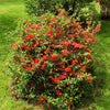 20 Red Flowering DWARF QUINCE Shrub Fruit Chaenomeles Japonica Scarlet Seeds