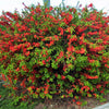 20 Red Flowering DWARF QUINCE Shrub Fruit Chaenomeles Japonica Scarlet Seeds