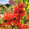 20 Red Flowering DWARF QUINCE Shrub Fruit Chaenomeles Japonica Scarlet Seeds