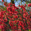 20 Red Flowering DWARF QUINCE Shrub Fruit Chaenomeles Japonica Scarlet Seeds