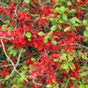 20 Red Flowering DWARF QUINCE Shrub Fruit Chaenomeles Japonica Scarlet Seeds