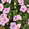 50 DWARF PINK IMPATIENS Walleriana Part Sun or Full Shade Flower Seeds