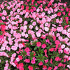 50 DWARF PINK IMPATIENS Walleriana Part Sun or Full Shade Flower Seeds