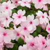 50 DWARF PINK IMPATIENS Walleriana Part Sun or Full Shade Flower Seeds