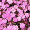 50 DWARF PINK IMPATIENS Walleriana Part Sun or Full Shade Flower Seeds