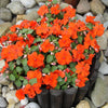 50 DWARF ORANGE IMPATIENS Walleriana Part Sun or Full Shade Flower Seeds