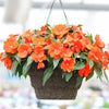 50 DWARF ORANGE IMPATIENS Walleriana Part Sun or Full Shade Flower Seeds