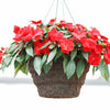 50 DWARF RED IMPATIENS Scarlet Walleriana Part Sun or Full Shade Flower Seeds
