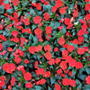 50 DWARF RED IMPATIENS Scarlet Walleriana Part Sun or Full Shade Flower Seeds