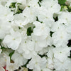 50 DWARF WHITE IMPATIENS Walleriana Part Sun or Full Shade Flower Seeds