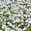 50 DWARF WHITE IMPATIENS Walleriana Part Sun or Full Shade Flower Seeds