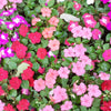 50 MIXED COLORS Dwarf IMPATIENS Walleriana Part Sun or Full Shade Red, White, Pink, Carmine, Scarlet, & Orange Flower Seeds