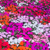 50 MIXED COLORS Dwarf IMPATIENS Walleriana Part Sun or Full Shade Red, White, Pink, Carmine, Scarlet, & Orange Flower Seeds