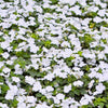 50 MIXED COLORS Dwarf IMPATIENS Walleriana Part Sun or Full Shade Red, White, Pink, Carmine, Scarlet, & Orange Flower Seeds