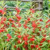 100 Mixed Dwarf TOM THUMB IMPATIENS Balsamina - Sun or Shade - Double Purple, Red, White, Pink, & Orange Flower Seeds