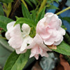 100 Mixed Dwarf TOM THUMB IMPATIENS Balsamina - Sun or Shade - Double Purple, Red, White, Pink, & Orange Flower Seeds