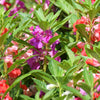 100 Mixed Dwarf TOM THUMB IMPATIENS Balsamina - Sun or Shade - Double Purple, Red, White, Pink, & Orange Flower Seeds