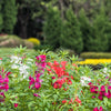 100 Mixed Dwarf TOM THUMB IMPATIENS Balsamina - Sun or Shade - Double Purple, Red, White, Pink, & Orange Flower Seeds